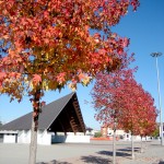 area mercatale autunno copia